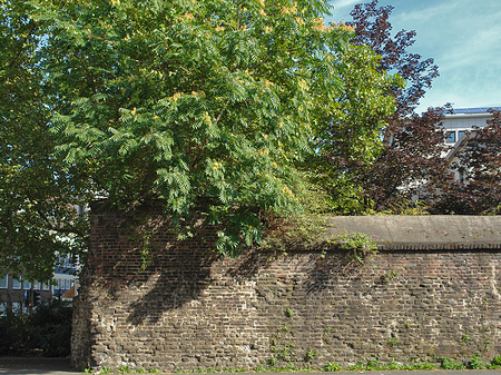 Fotos Burgmauer mit Busch | Köln