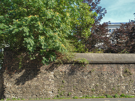 Burgmauer mit Busch Foto 