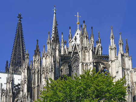 Foto Kölner Dom mit Baum - Köln