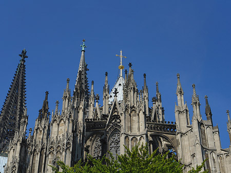 Fotos Kölner Dom mit Baum