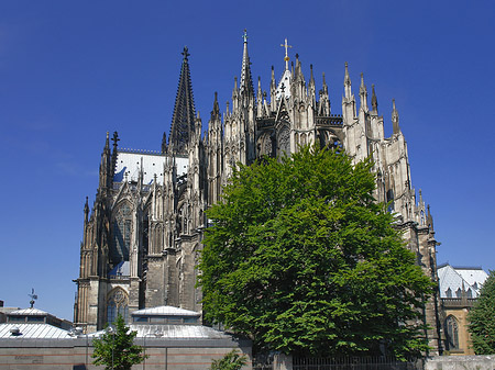 Kölner Dom mit Baum Fotos